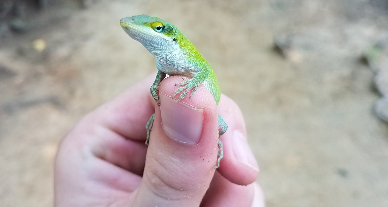 lizard in the jungle